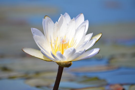 澳洲幸运5彩票